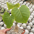Shaving Brush Tree Plant - Pseudobombax ellipticum - Live Succulent in 4-Inch Pot