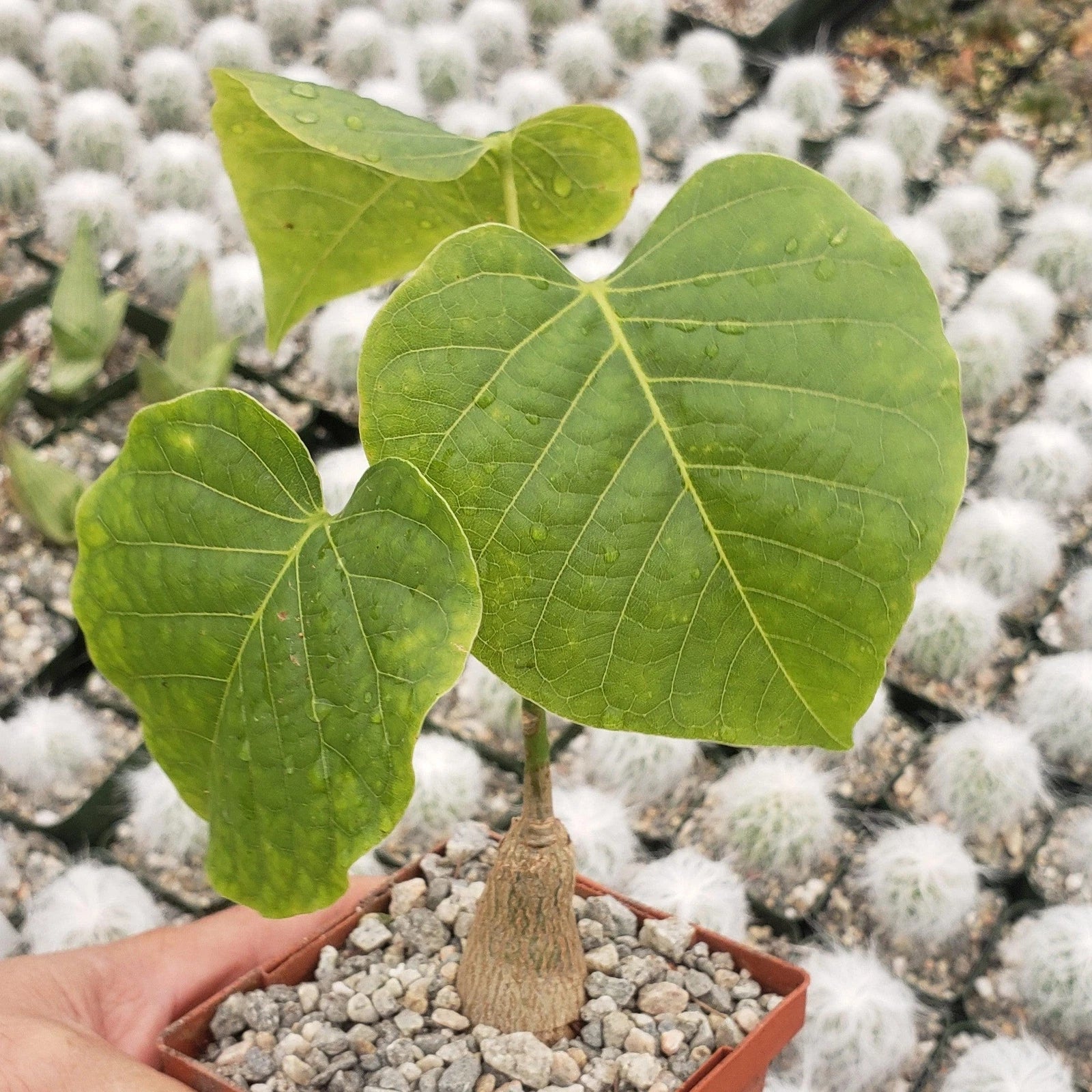 Shaving Brush Tree Plant - Pseudobombax ellipticum - Live Succulent in 4-Inch Pot