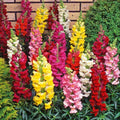 Snapdragon Flower Seeds - 15 Seeds - Antirrhinum majus - Easy to Grow, Vibrant Blooms, Garden, Container, Pollinator Attractant