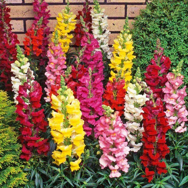 Snapdragon Flower Seeds - 15 Seeds - Antirrhinum majus - Easy to Grow, Vibrant Blooms, Garden, Container, Pollinator Attractant