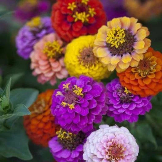 Dwarf Button Box Zinnia Seeds - Heirloom Container Mix, 200 Non-GMO Seeds, 6 Colors, Easy to Grow, Pollinator-Friendly, Zinnia elegans