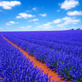Lavender Seeds Pack of 1200 | Perennial Herb Lavandula angustifolia | Natural Mosquito Repellent & Purple Blooms