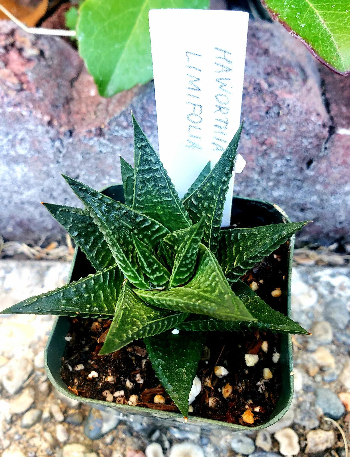 Gasteria Limifolia Fairy Washboard Succulent - 2" Rooted Indoor Plant, Low Maintenance, Unique Textured Leaves