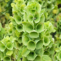 Bells of Ireland Seeds - 100 Heirloom Non-GMO Cut Flower Seeds - Green Floral Variety - Molucella laevis