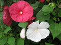 Rose Mallow Seeds - 270 Heavy Bloomer Hibiscus moscheutos for Gardens, Borders, Containers - Attracts Pollinators