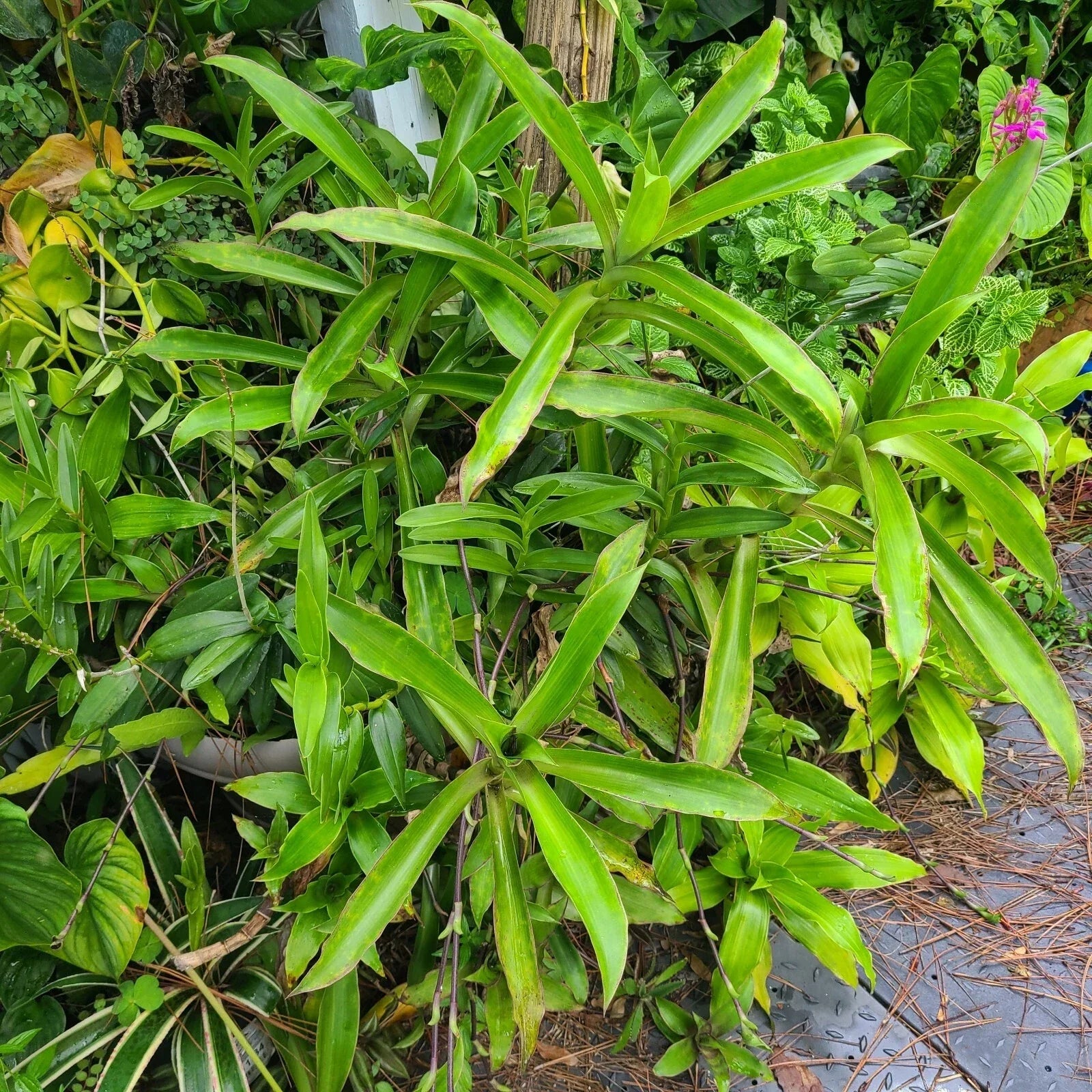 Callisia Fragrans Basket Plant – Two Large Rooted Trailing Inch Plants for Indoor Decor, Hanging Basket, Houseplant