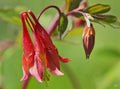 Wild Red Columbine Seeds - 100 Perennial Seeds - Aquilegia canadensis - Easy to Grow, Pollinator Attracting, Full Sun to Partial Shade