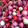 Easter Egg Radish Seeds - Heirloom Non-GMO Vegetable Garden Seeds - Raphanus sativus, Colorful Mix, Fast-Germinating, Salad & Pickling
