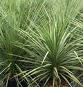 Dracaena Spikes Seeds - 25 Pack for Indoor & Outdoor Gardening - Dracaena Fragrans - Easy Care Houseplant Seeds