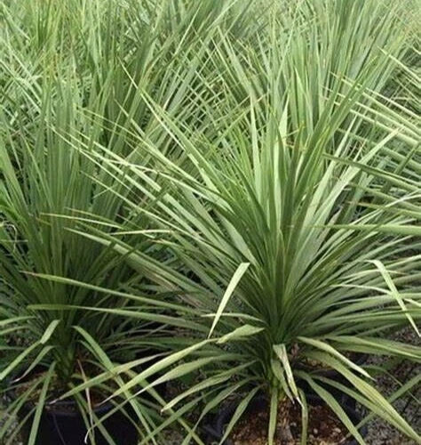 Dracaena Spikes Seeds - 25 Pack for Indoor & Outdoor Gardening - Dracaena Fragrans - Easy Care Houseplant Seeds