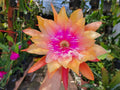 Epiphyllum Clarity's Happy Hippie Orchid Cactus 4-Inch Pot - Colorful Trailing Succulent Plant, Well-Rooted Epiphyllum spp.