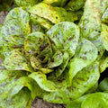 Freckles Romaine Lettuce Seeds – Organic Non-GMO Heirloom Lactuca sativa – 500+ Pack for Salad Gardens