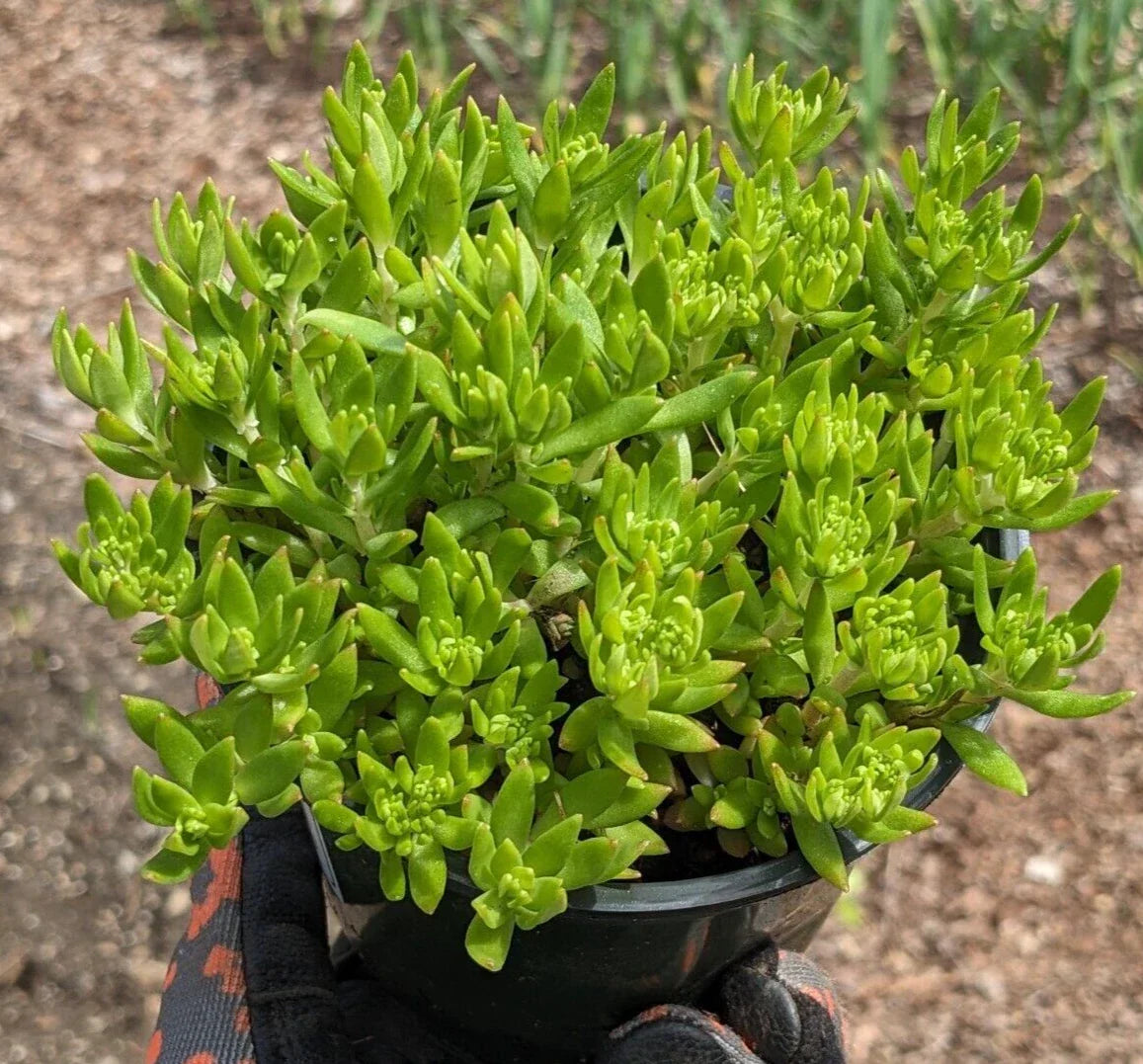 Angelina Sedum Plant - Live Bare Root Sedum rupestre - Drought Tolerant Ground Cover