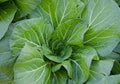 Vates Collard Greens Seeds - 300+ Heirloom Vegetable Seeds for Gardening & Cooking - Brassica oleracea