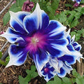 Morning Glory Seeds 100pcs Pack - Perennial Climbing Flowers for Garden, Ipomoea spp.