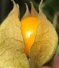 Golden Berry Plant Cuttings - Pineapple Variety, Physalis peruviana, Perennial, 6 Fresh Propagation Cuttings