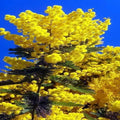 20 Sweet Acacia Tree Seeds - Fast Growing Wattle Flower Seeds for Garden Planting - Acacia farnesiana