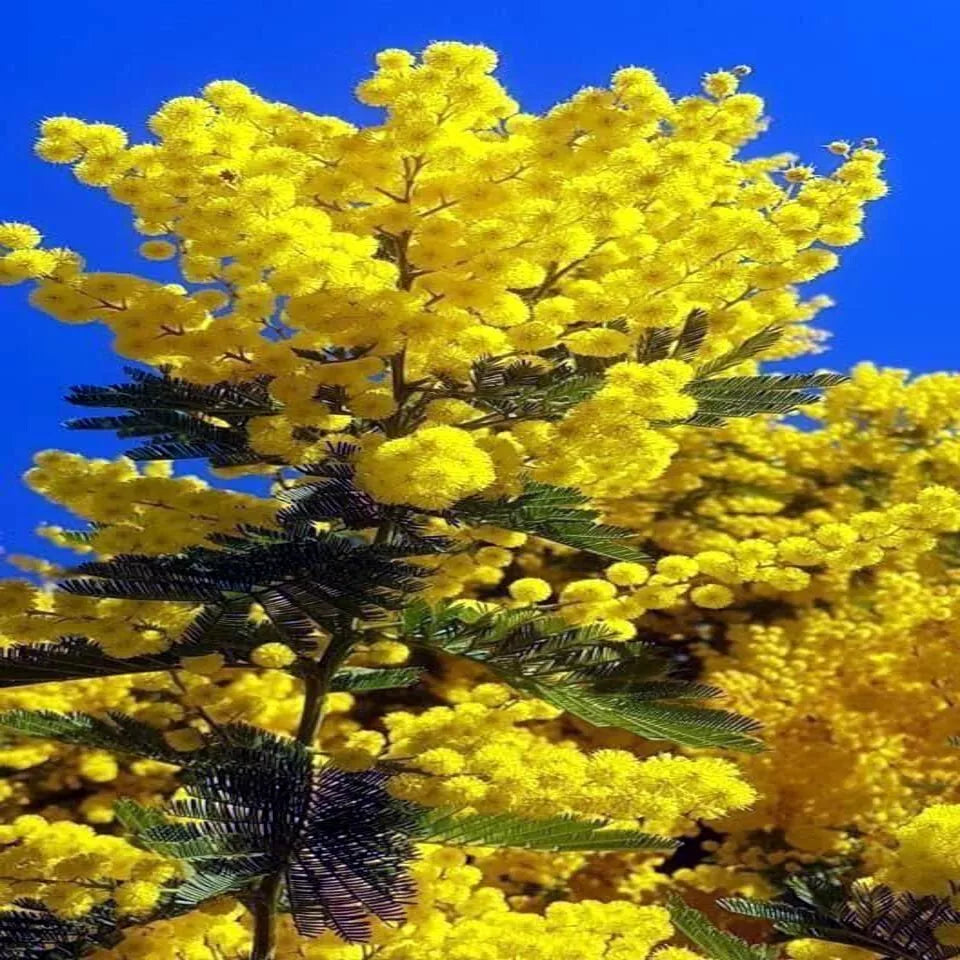 20 Sweet Acacia Tree Seeds - Fast Growing Wattle Flower Seeds for Garden Planting - Acacia farnesiana