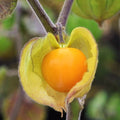 Hawaiian Giant Poha Berry Seeds – Edible Physalis Peruviana Fruit, 2025 Planting, Ornamental Garden Plant, Non-GMO Seed Packet