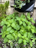 Lemon Balm Seeds - Organic Non-GMO Melissa officinalis Herb for Culinary & Medicinal Gardens, 100 Pack