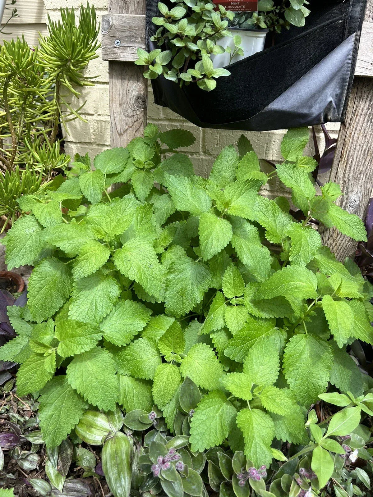 Lemon Balm Seeds - Organic Non-GMO Melissa officinalis Herb for Culinary & Medicinal Gardens, 100 Pack
