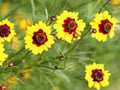 Coreopsis Dwarf Plains Seeds - 100 Pack, Annual Wildflower, Coreopsis tinctoria, Drought-Tolerant, Butterfly Attracting, Easy to Grow