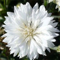 Cornflower Seeds 400 Count Tall White Heirloom Non-GMO Centaurea cyanus for Cutting & Garden