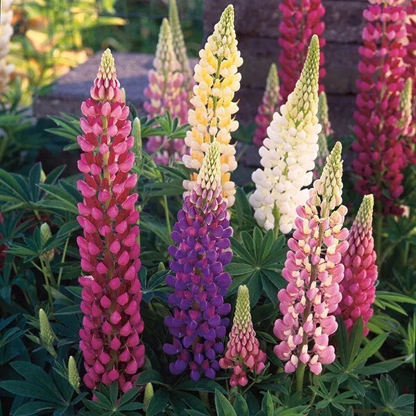 Mixed Lupine Seeds - 25 Pack, Perennial Hardy Flowers, Lupinus spp., Colorful Bloom, Pollinator Attracting, Easy to Grow