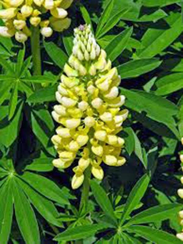Golden Yellow Lupine Seeds 100 Pack | Lupinus polyphyllus | Bright Yellow Flowers for Gardens & Wildflower Meadows