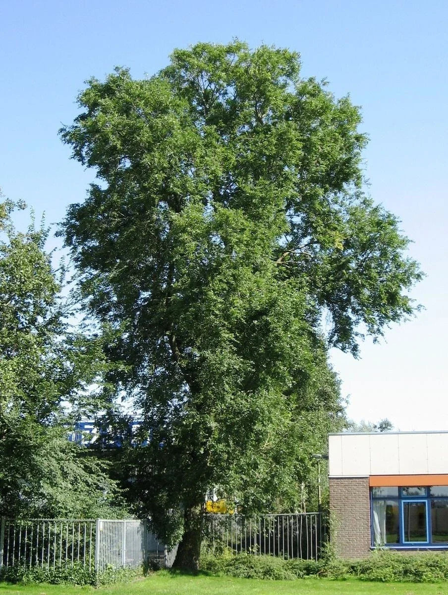 Siberian Elm Tree Seeds - Ulmus pumila - Fast-Growing Deciduous Tree for Landscaping and Shade