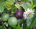 Passion Fruit Seeds - 20+ Passiflora edulis Tropical Fruit for Home Garden, Climbing Vine, Edible, Organic Seeds