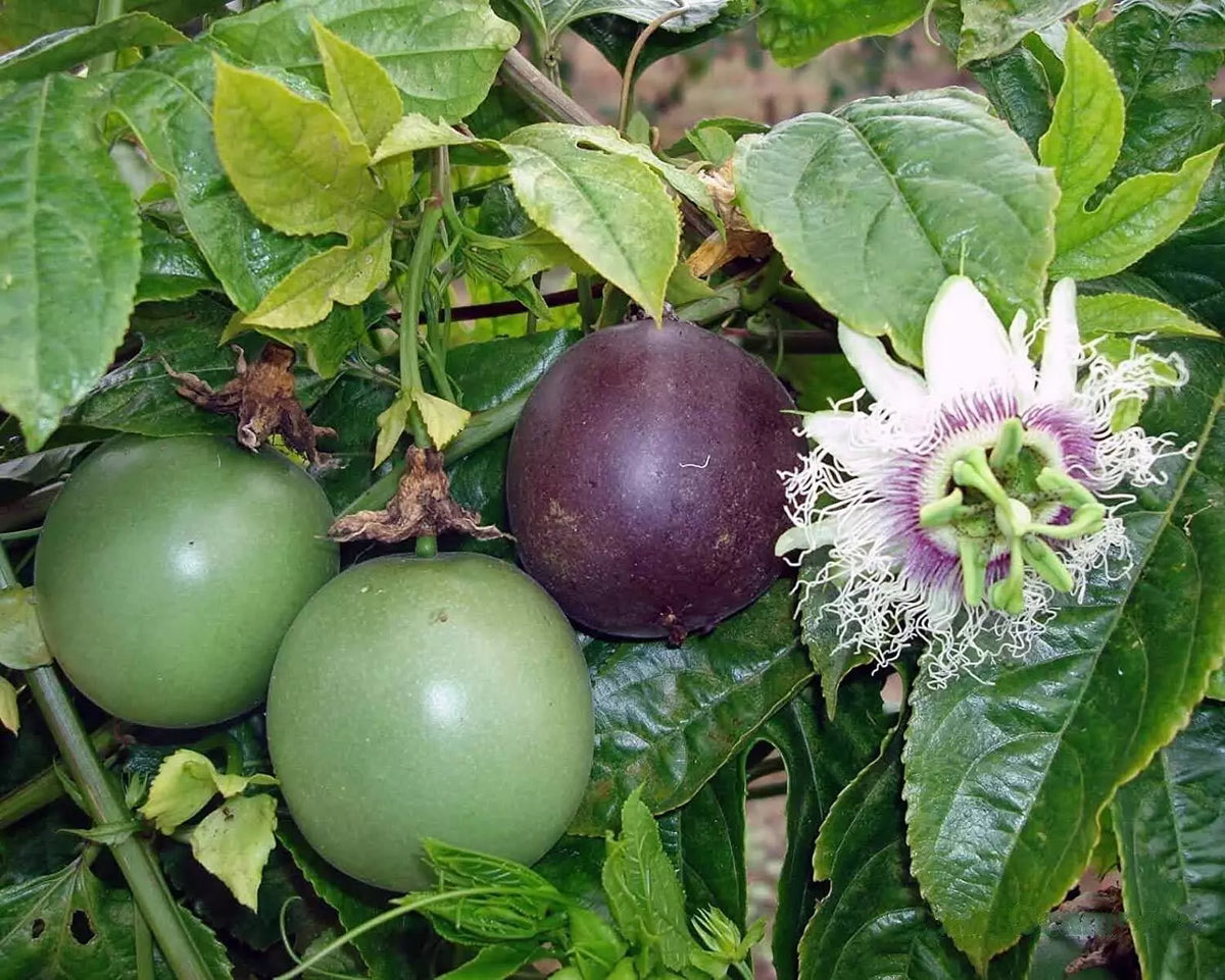 Passion Fruit Seeds - 20+ Passiflora edulis Tropical Fruit for Home Garden, Climbing Vine, Edible, Organic Seeds