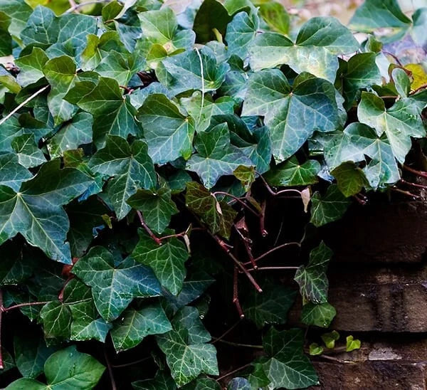 English Ivy Rooted Cuttings 6-8 Inches for Ground Cover & Hanging Baskets | Hedera helix