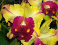 Cattleya Orchid Plant 2.5" Pot Rlc. Tainan Gold 'Hawaii #1' - Bright Yellow Blooms, Compact, Indoor Orchid, Rhyncholaeliocattleya