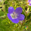 Amy Doncaster Geranium Seeds – Pelargonium x hortorum – Garden Planting, Vibrant Blooms, Easy to Grow, USA Grown, Free Shipping