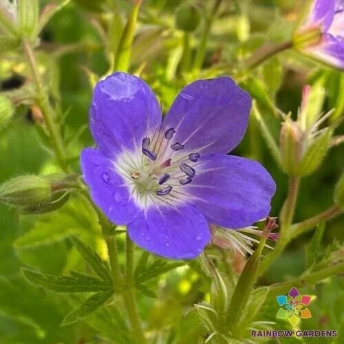 Amy Doncaster Geranium Seeds – Pelargonium x hortorum – Garden Planting, Vibrant Blooms, Easy to Grow, USA Grown, Free Shipping
