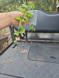 Hoya Lacunosa Vining Plant 2.5" Pot - Tropical Wax, Fragrant Flowers, Indoor Houseplant