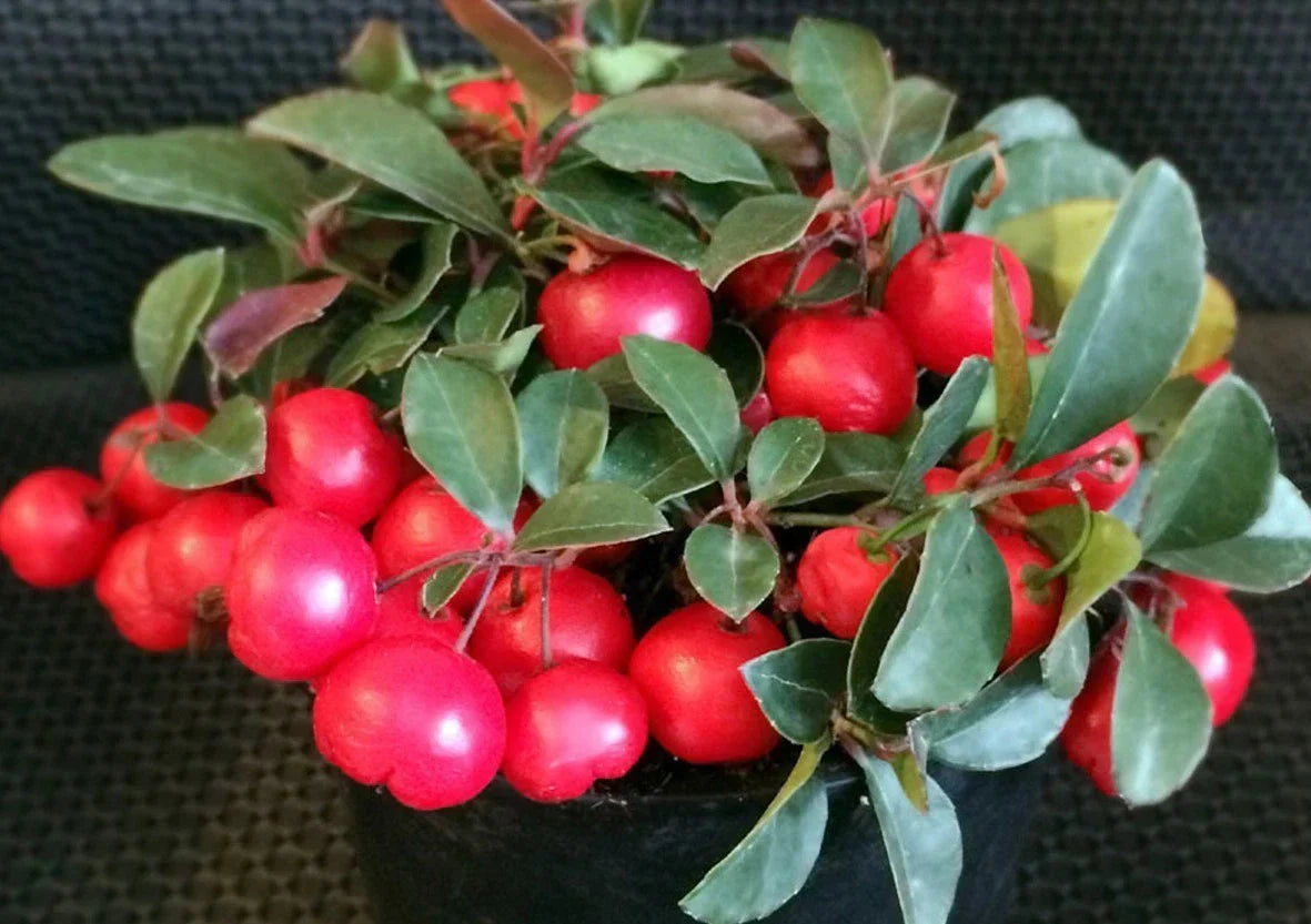 Gaultheria Cherries Berries Live Plants Set of 6 – Evergreen Groundcover, 4-6 Inch Tall, Drought-Tolerant, Pollinator Attracting