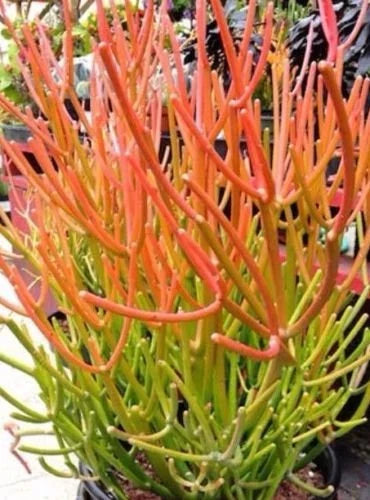 Sticks on Fire Pencil Cactus Cuttings - 5 Euphorbia Tirucalli Succulent Plants for Propagation and Indoor Gardening