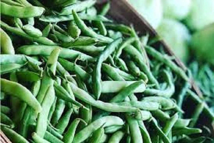 Premium Heirloom Mountaineer Half Runner Green Bean Seeds – Tender, Stringless, Non-GMO Vegetable Seeds for Garden Planting