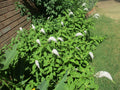 Gooseneck Loosestrife Roots 10 Pack, Lysimachia clethroides, Perennial Ground Cover, Flowering Garden Plant
