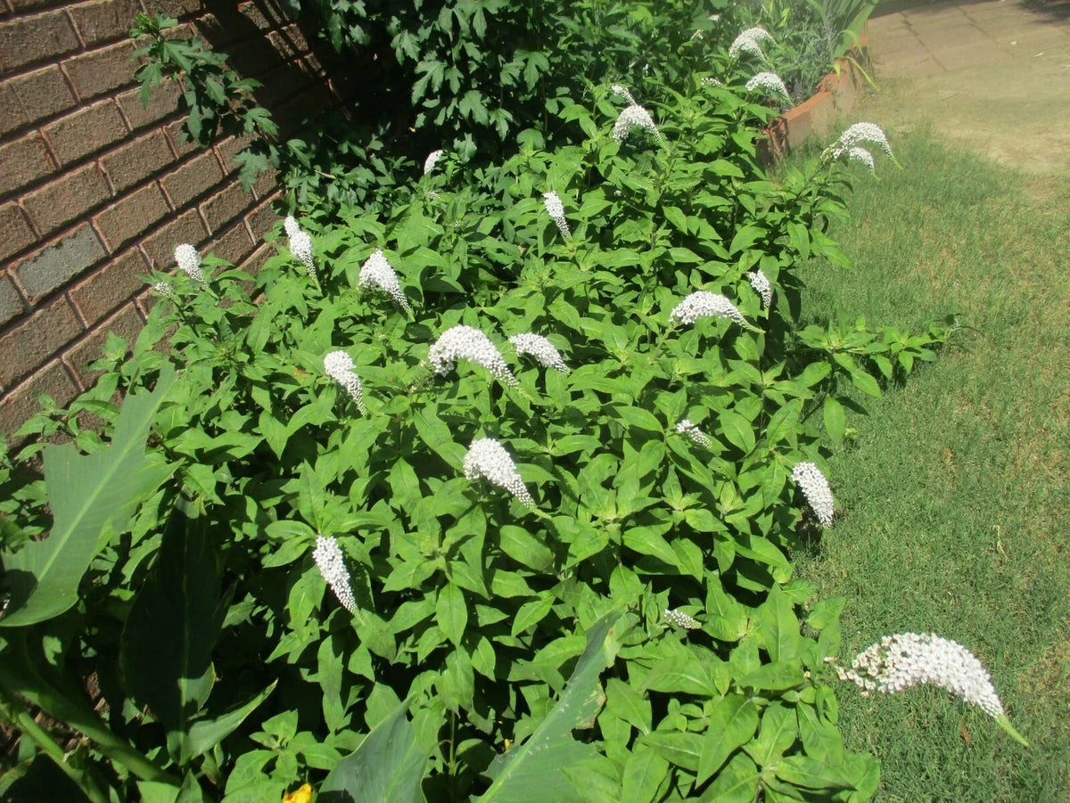 Gooseneck Loosestrife Roots 10 Pack, Lysimachia clethroides, Perennial Ground Cover, Flowering Garden Plant