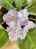 African Violet Starter Cutting - Unrooted Saintpaulia ionantha Plant for Propagation