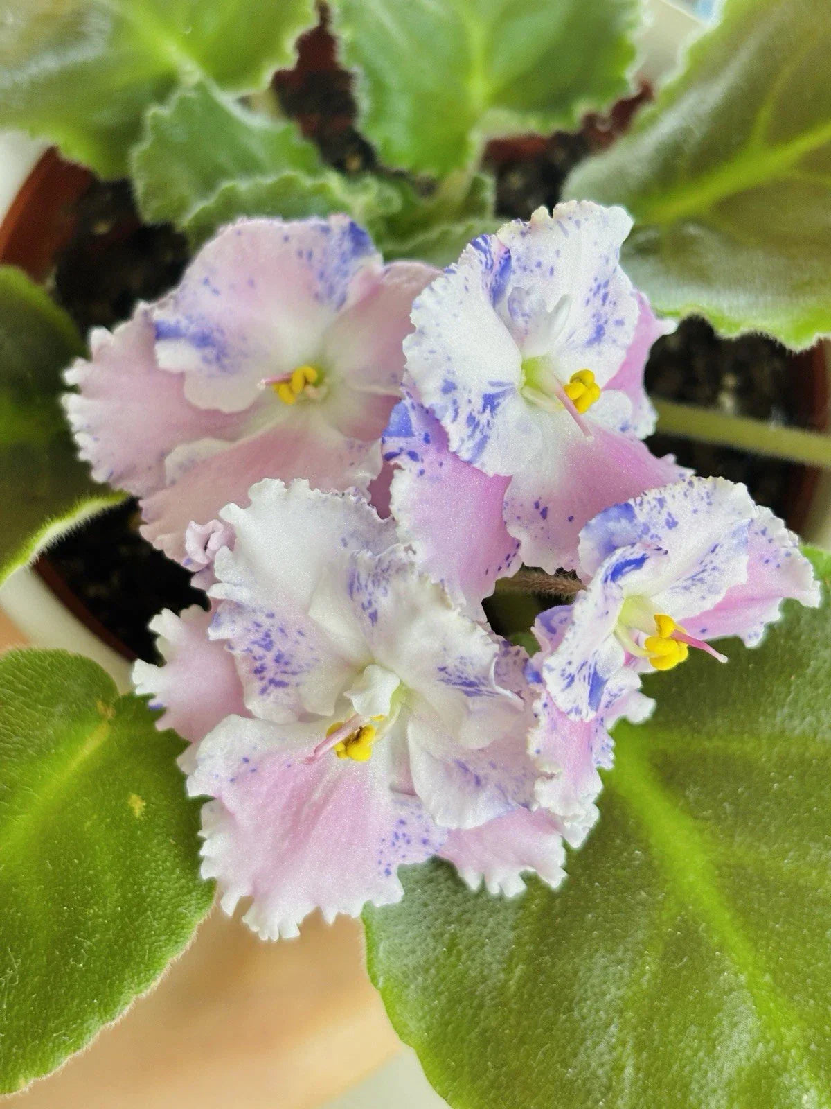 African Violet Starter Cutting - Unrooted Saintpaulia ionantha Plant for Propagation