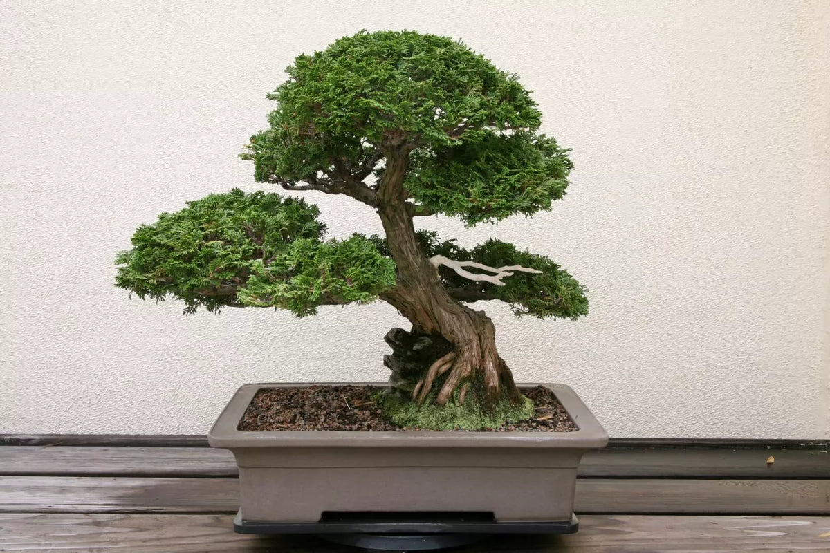 Hinoki Cypress Bonsai Tree Seeds - 20 Seeds for Indoor & Outdoor Growth - Chamaecyparis obtusa - Evergreen, Slow-Growing, Compact Plant