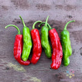 Shishito Hot Pepper Seeds - 25+ Non-GMO Heirloom Capsicum annuum for Garden or Container Planting