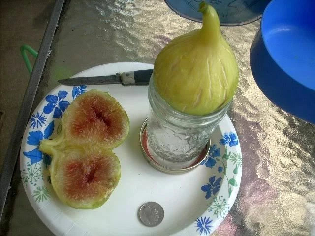 Fig Tree Cuttings Set - Atreano Variety - Large Yellow Figs - Ficus carica 'Atreano' - 6 Pcs for Propagation