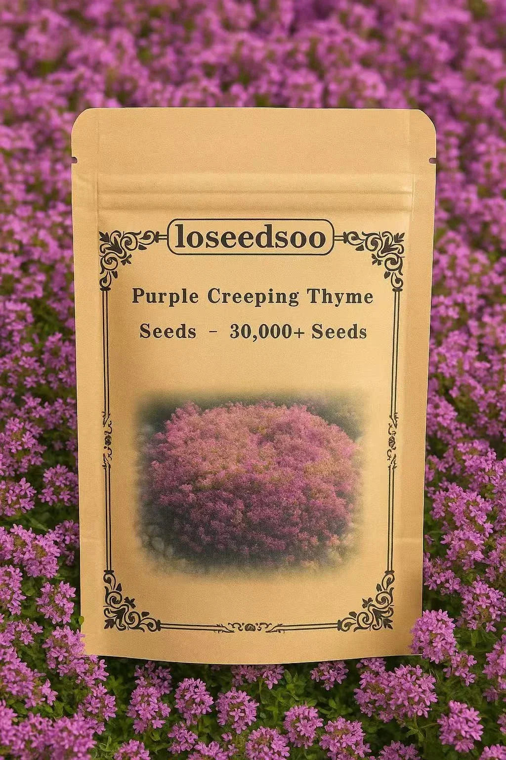 Creeping Thyme Seeds - 30000+ Purple Ground Cover Perennial - Non-GMO Heirloom