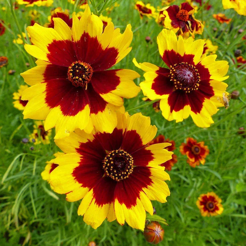 Coreopsis Seeds - Non-GMO Plains Variety Flower Seeds for Wildflower Gardens, Attracts Pollinators, Free Shipping