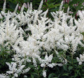 Astilbe Gladstone Bare Root Divisions – Pink and White Flowering Perennial Plants, Astilbe x arendsii